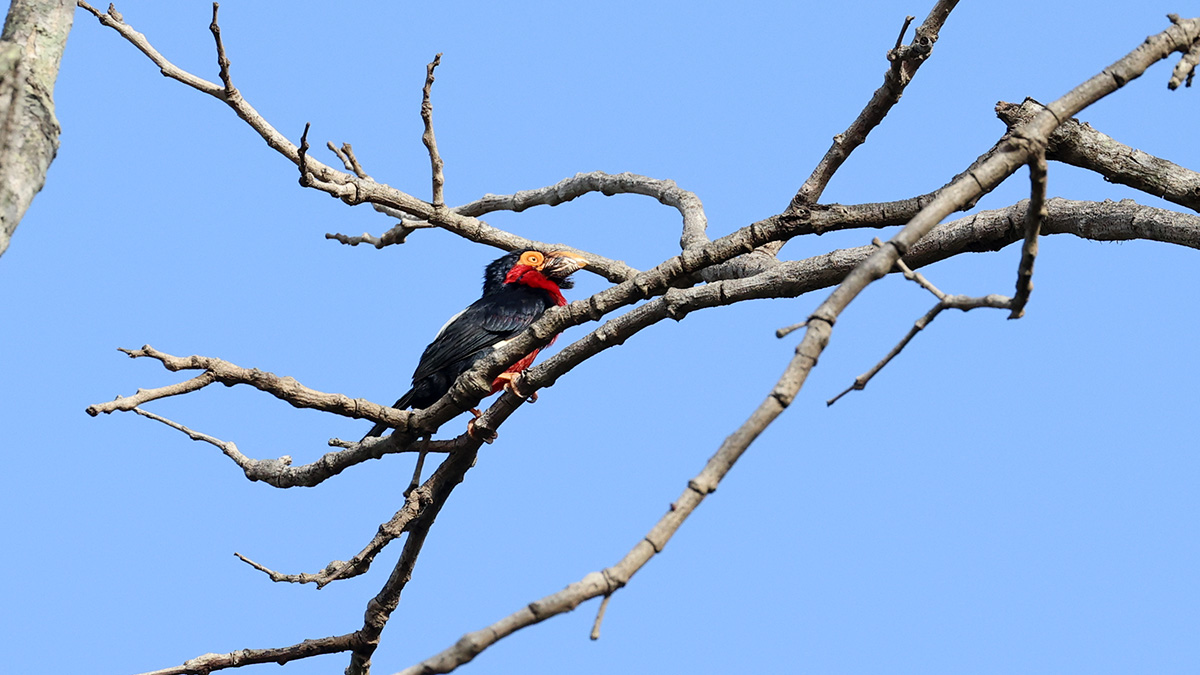 Bearded Barbet